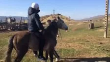 Pferd streichelt Mann