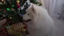 Comment protéger votre arbre de Noël contre les chiens