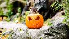 Halloween has arrived at ZSL London Zoo