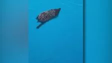 Cute hedgehog swimming