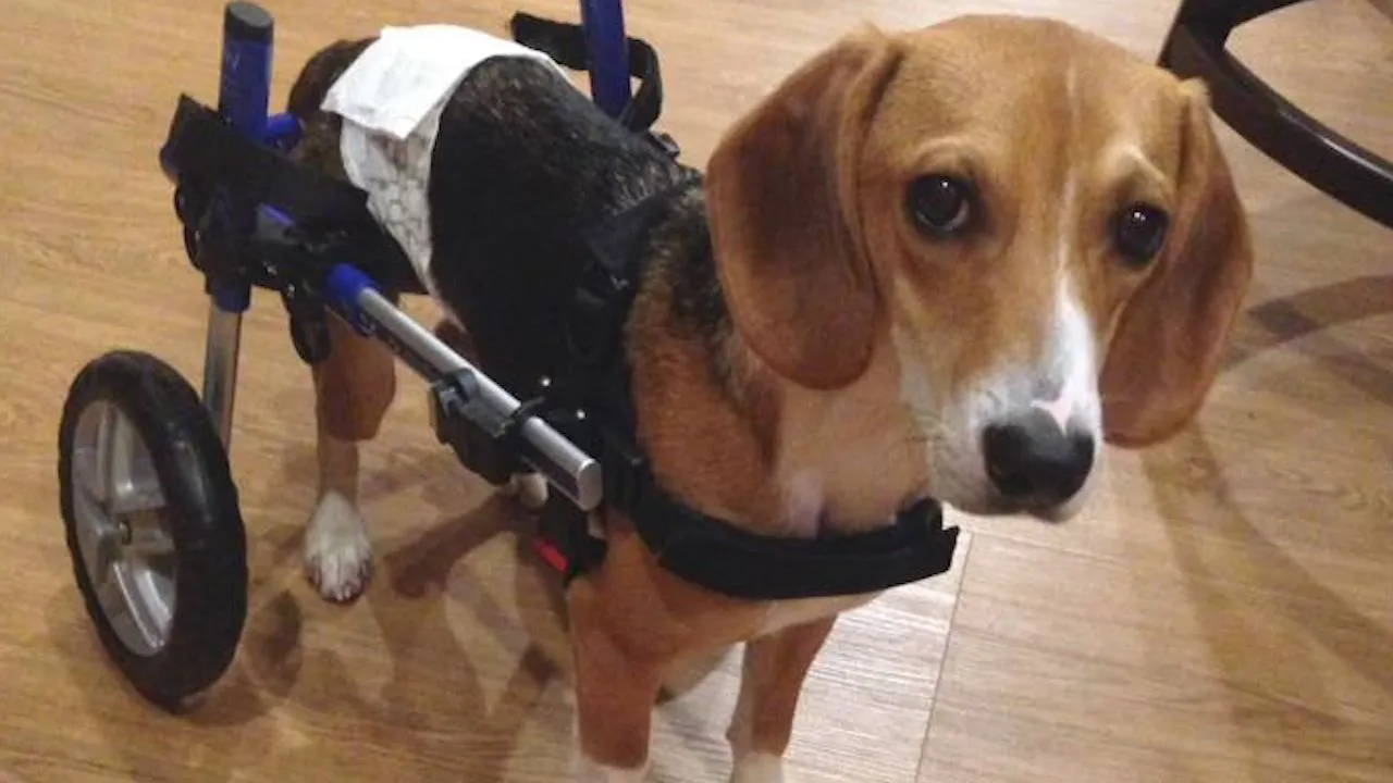 Cane maltrattato resta paralizzato, la sua storia vi commuoverà