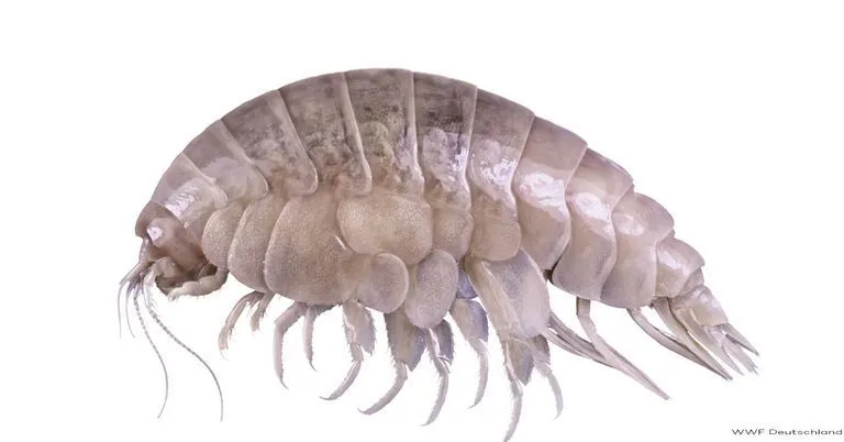 Onbekende diepzeekreeft ontdekt: onderzoekers noemden hem 