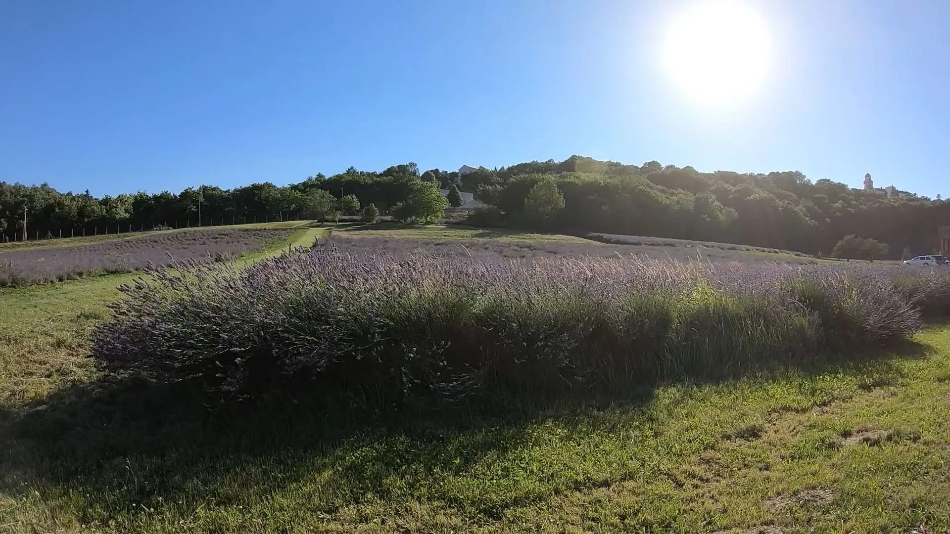 GOOD MORNING Hungary - In the Lavender Gardens of the Monks