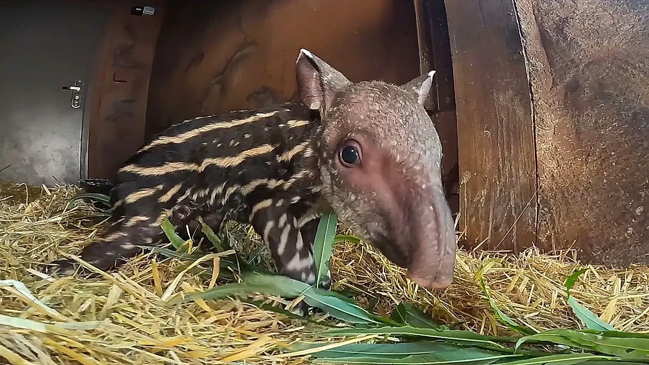 Conservationists celebrate birth of first lowland tapir in UK zoo in 14 years